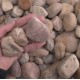 1-2" Passion River Pebbles