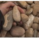 1-2" Autumn Sunrise Pebbles 1-2" Autumn Sunrise Pebbles
