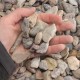 3/4" Utah's Rainbow Rock 3/4" Utah's Rainbow Rock